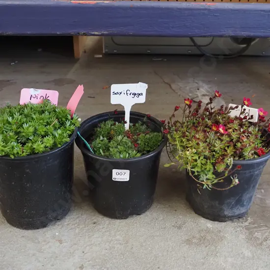 3x potted saxifraga