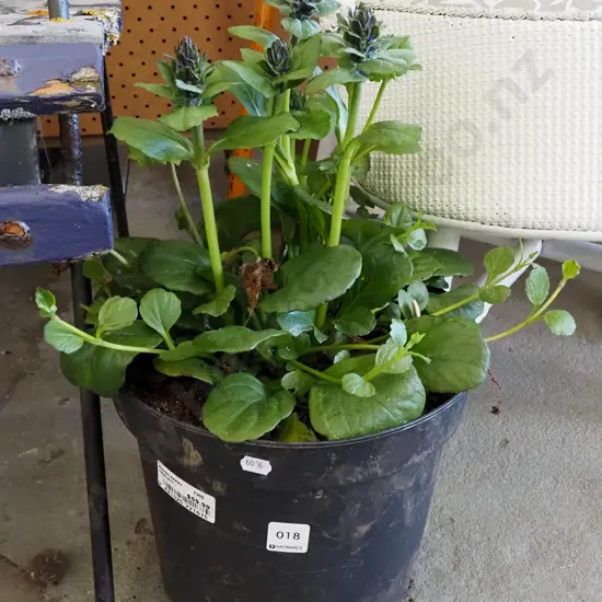 potted ajuga black scallops