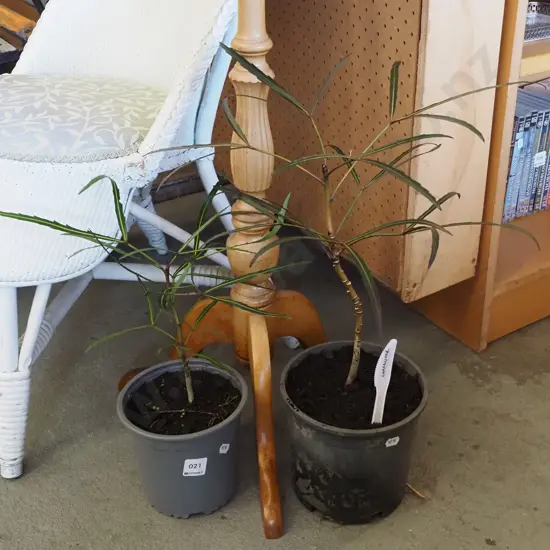 2x potted lancewoods