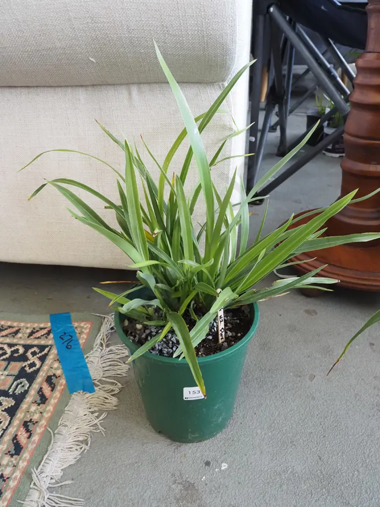 potted dwarf NZ flax Image 1++