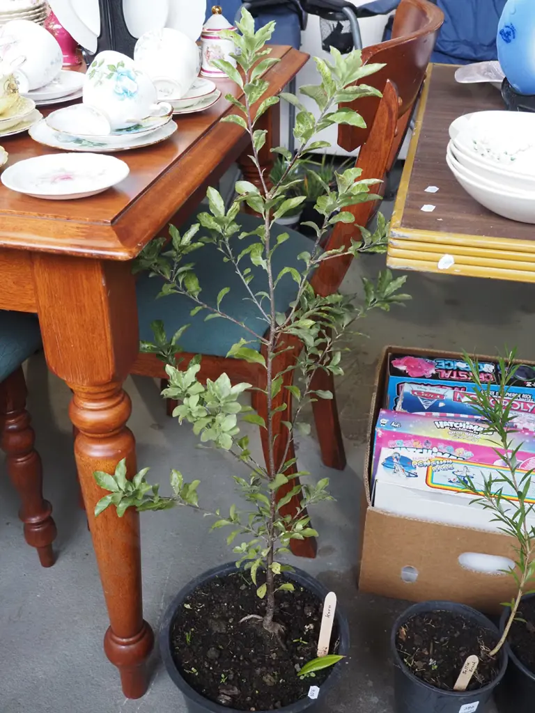 potted koro Image 1++