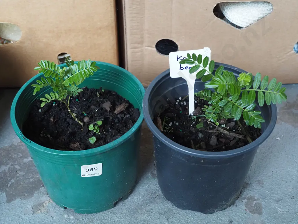 2x potted kaka beaks Image 1++