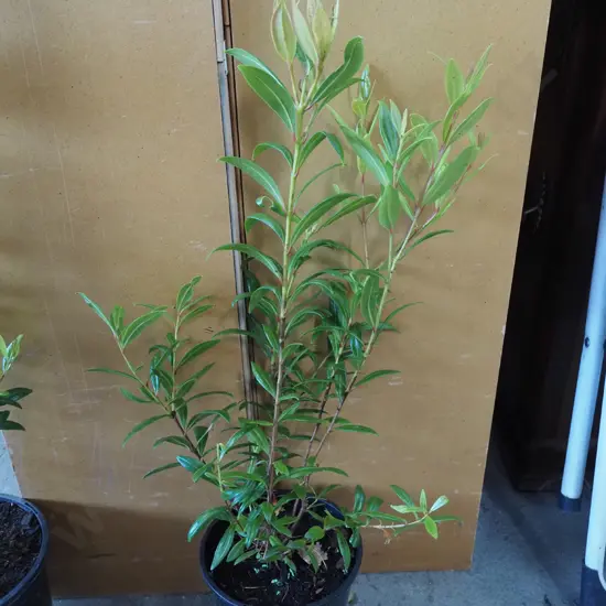 potted pohutukawa