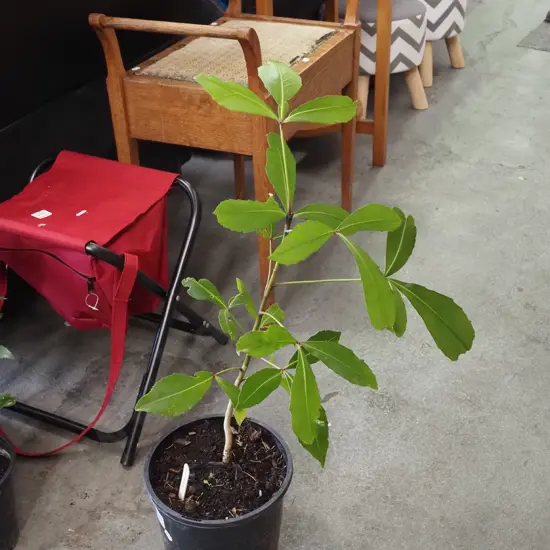 potted pseudopanax