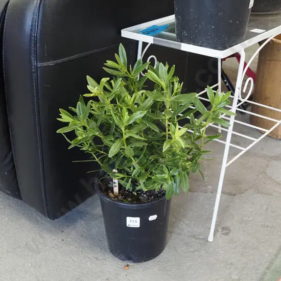potted NZ hebe