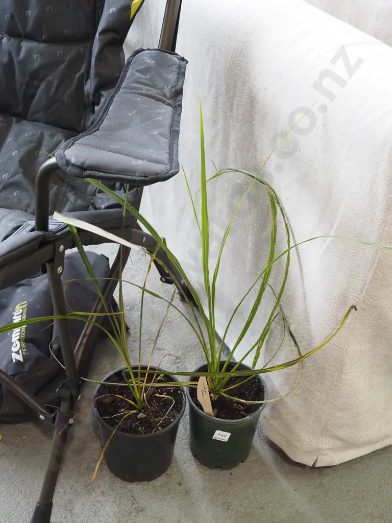 2x potted cabbage trees Image 1++