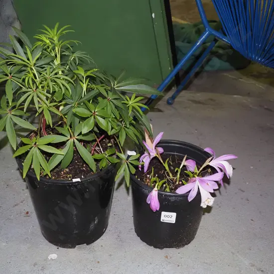 potted peony, potted hellebore