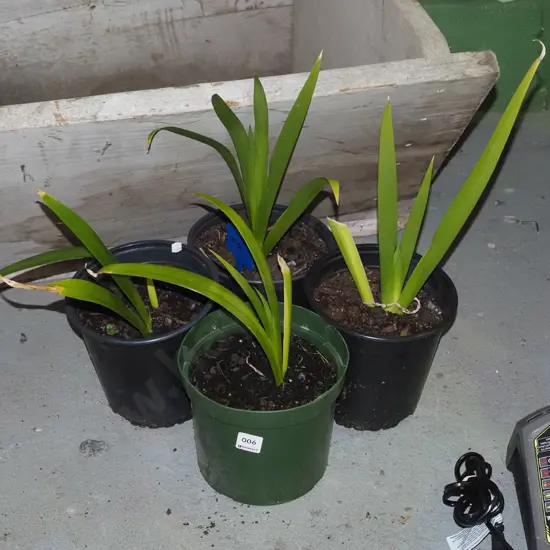 4x potted irises