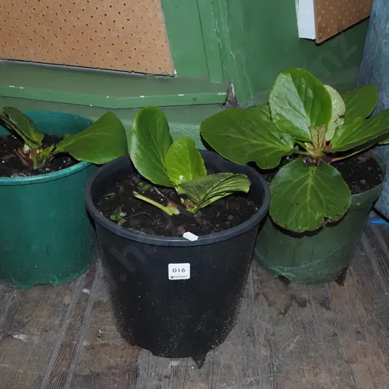 3x potted begonia