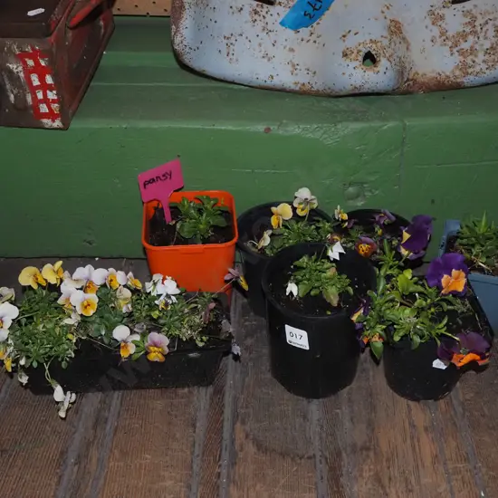assorted potted pansies