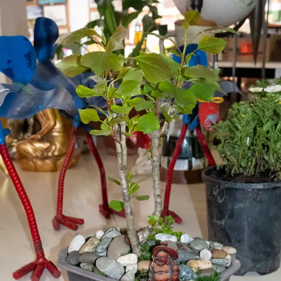 plastic potted bonsai