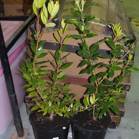 2x potted pohutukawa