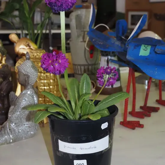 potted primula