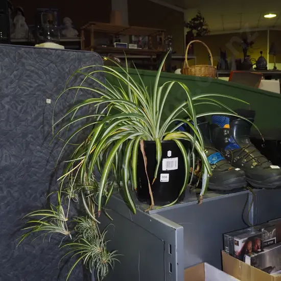 potted spider plant