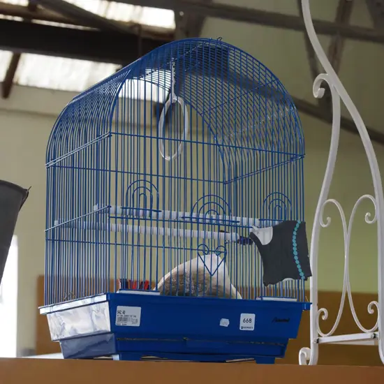 bird cage