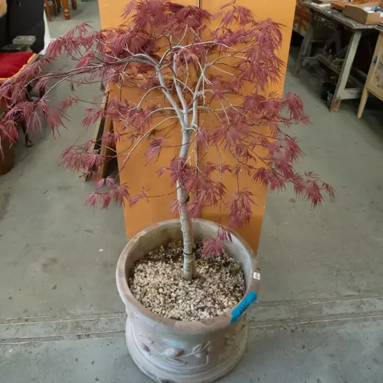 red leaf maple in large concrete planter Plant H1000
