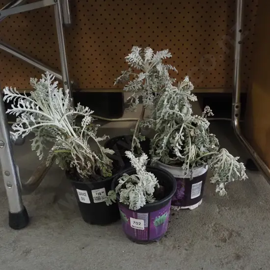 4x potted plants