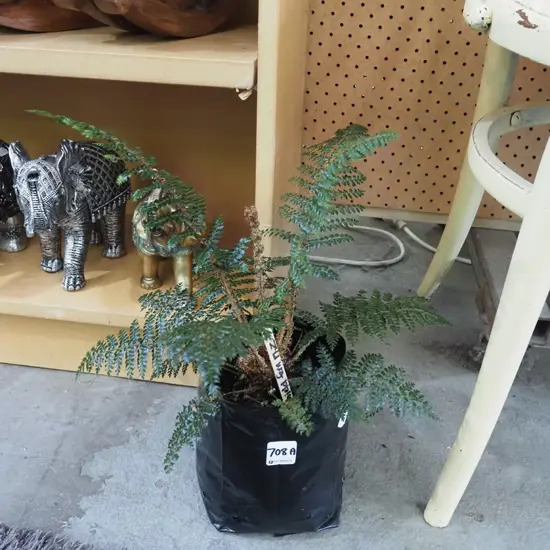shield fern in bag