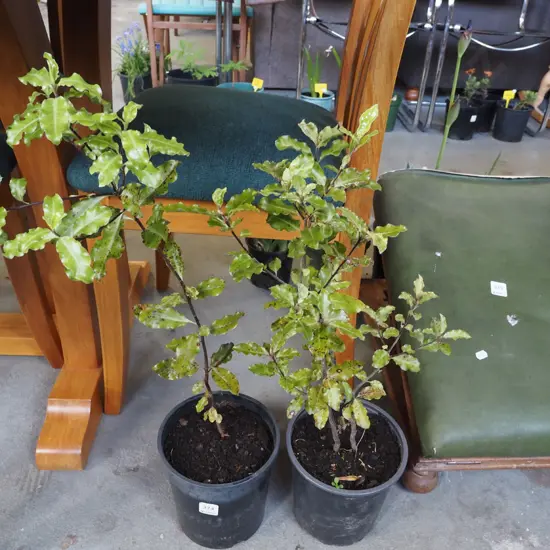 2x potted koro