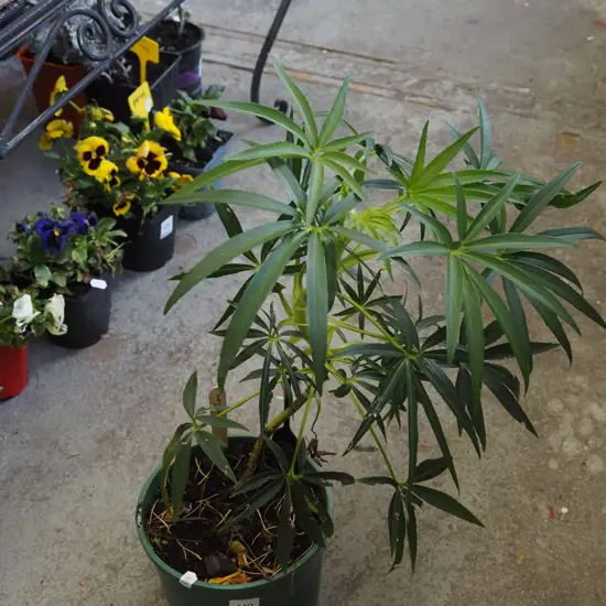 potted hellebore