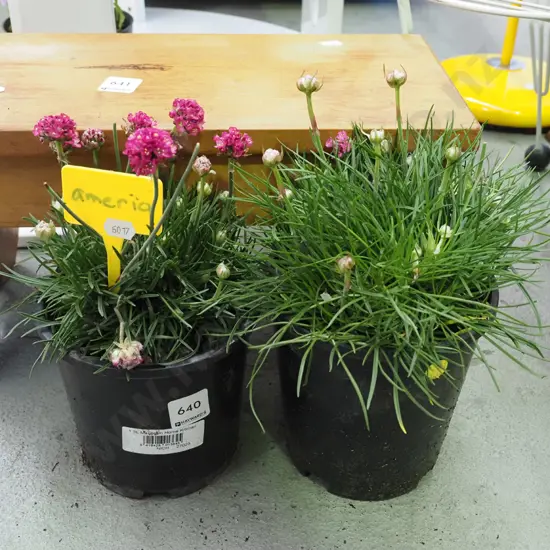 2x potted Amerias