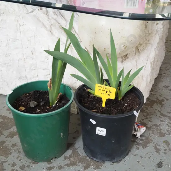 2x potted mini purple irises