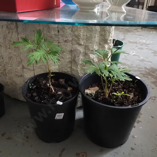 2x potted yellow tree peonies