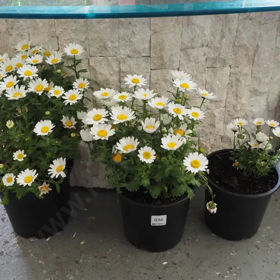 3x potted yellow and white daisies