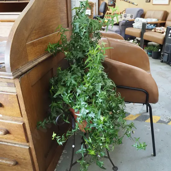 potted hedera helix indoor plant with jardiniere stand Overall H1000