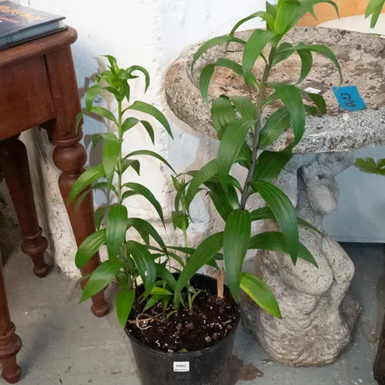 potted lillies
