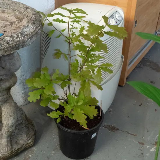 potted oak