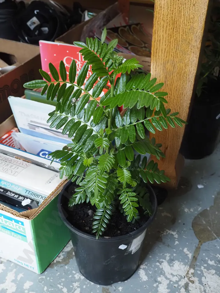 potted red kaka beak Image 1++