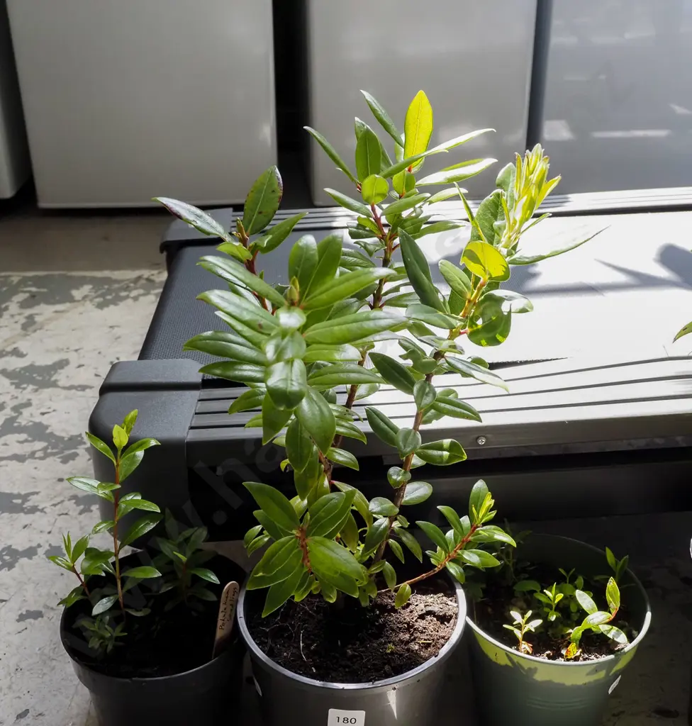 1x potted large pohutukawa, small pot of seedlings Image 1++