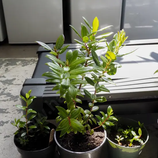 1x potted large pohutukawa, small pot of seedlings