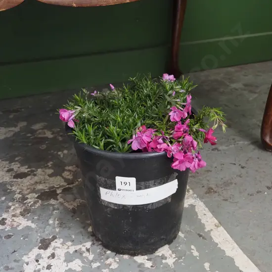 potted pink phlox