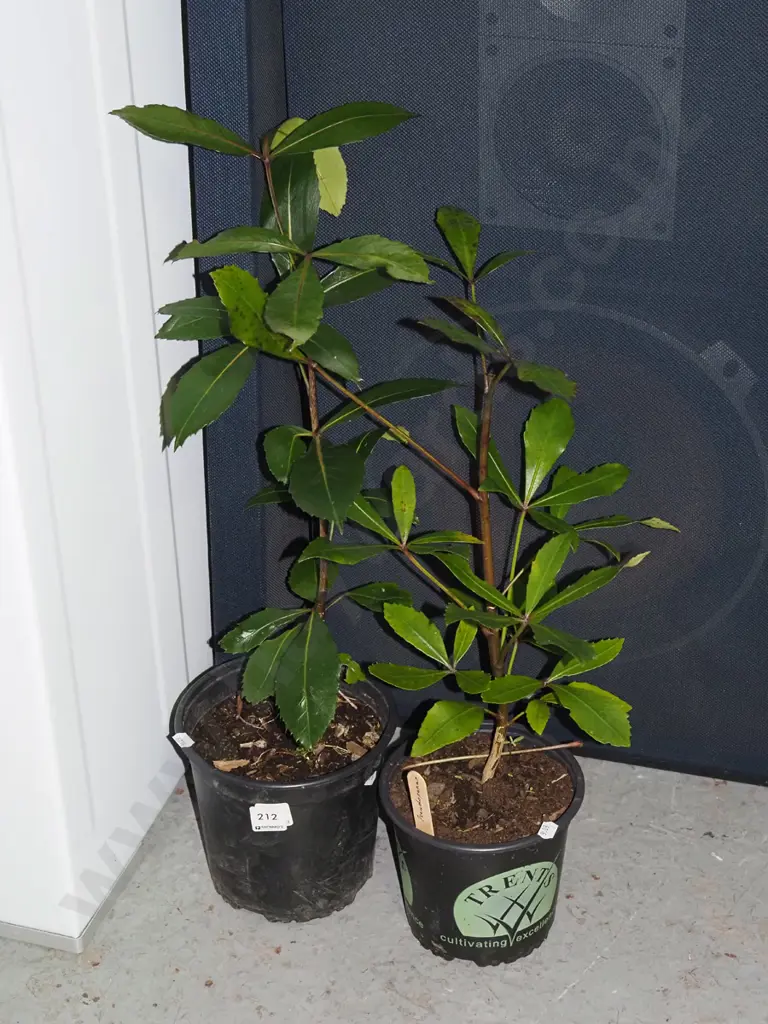 2x potted pseudopanax Image 1++