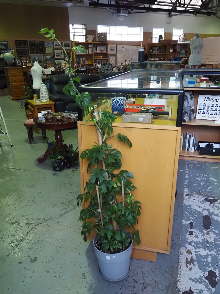 potted indoor plant - rhaphidophora Overall H1100 Image 1++
