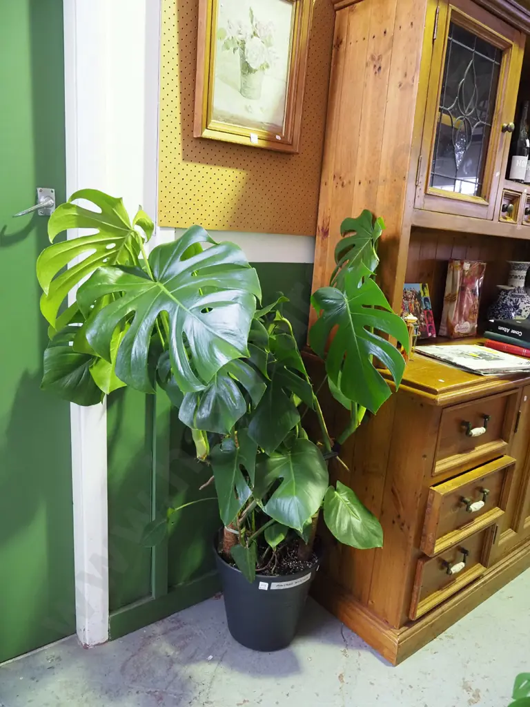 potted indoor planet - monstera deliciosa Overall H1260 Image 1++