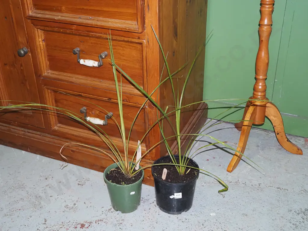 2x potted cabbage trees Image 1++