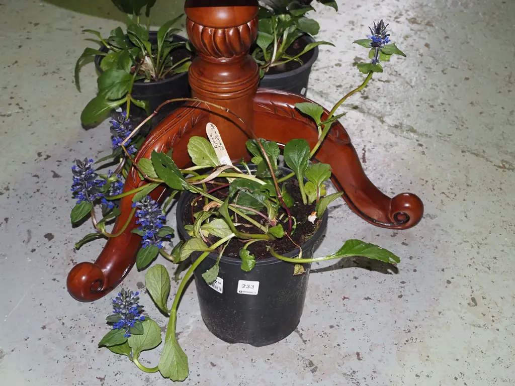potted ajuga black scallops Image 1++