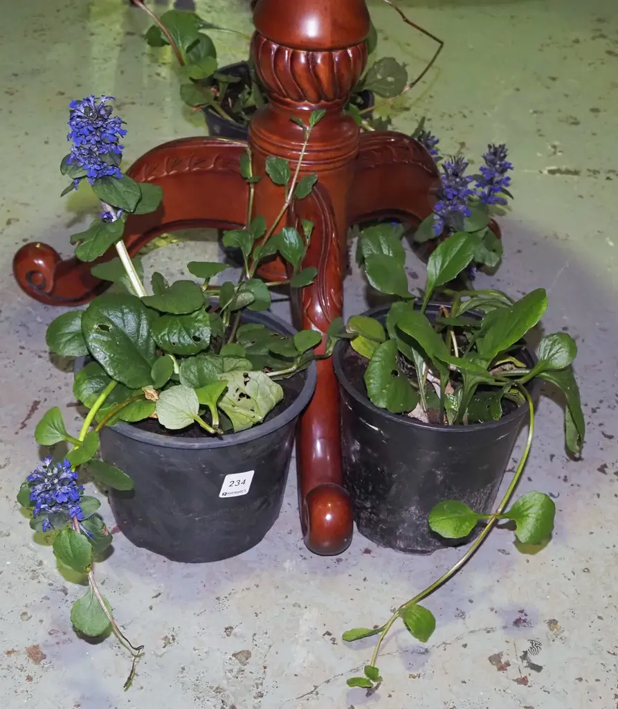 2x potted ajuga black scallops Image 1++