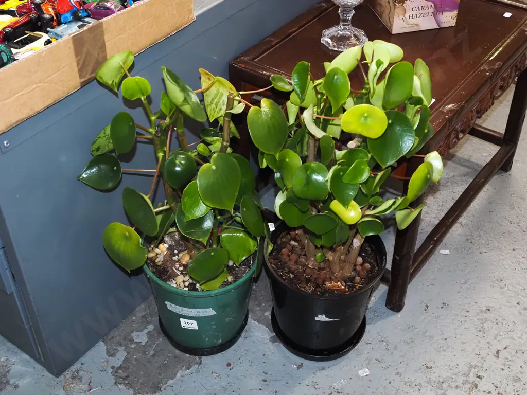 2x potted rain drop plane peperomia Image 1++