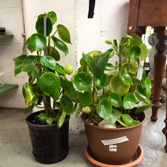 2x potted peperomia