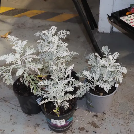 4x potted silver dust plants
