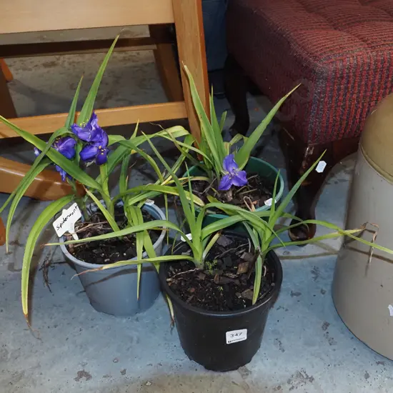 3x potted spiderworts