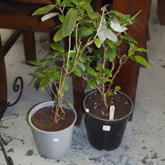 2x potted fuschia