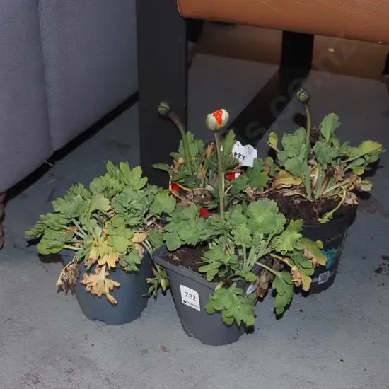 4x potted poppies