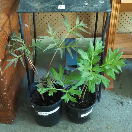 2x potted red tree peonies
