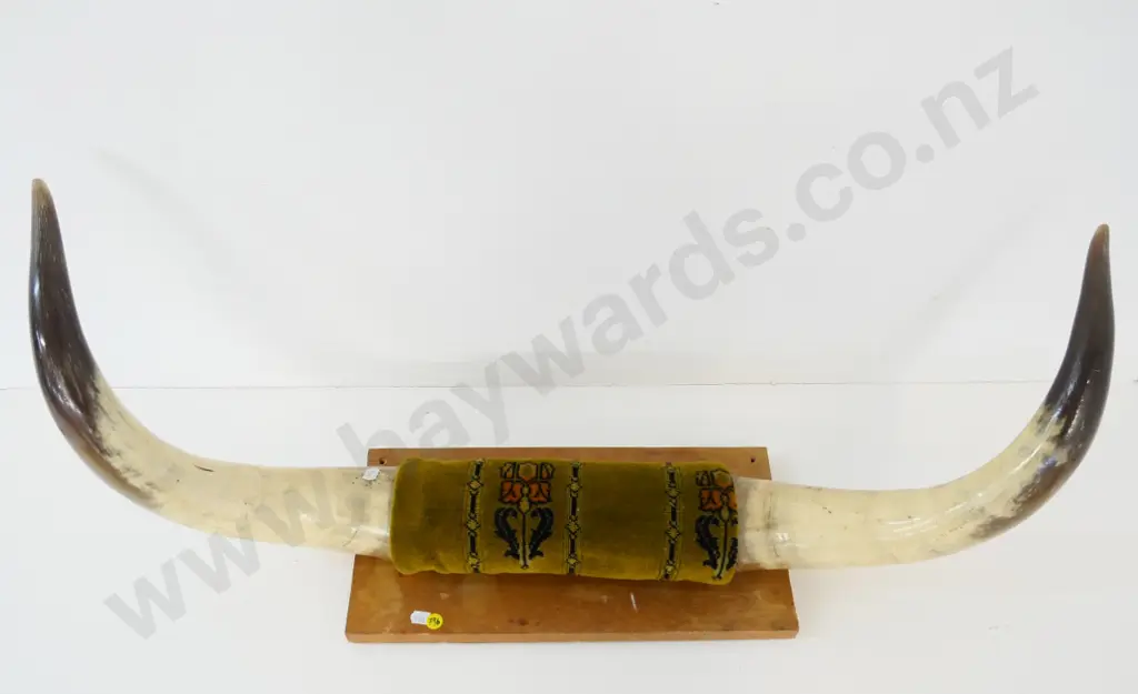 2 large cattle horns on wood and fabric backing - some water marks to wood W-790 Image 1++