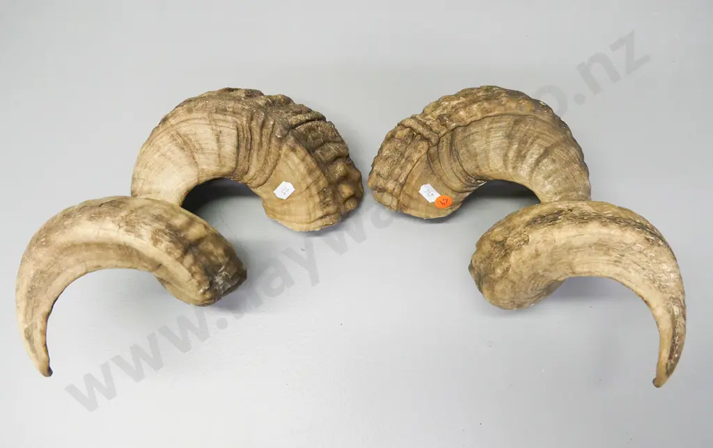 pair of ram's horns Approx L-260 Image 1++